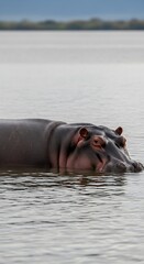 Hippopotamus submerged in water, resting peacefully in its natural habitat.