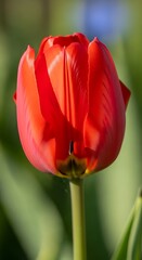Vibrant Red Tulip Blossom in Spring Sunlight.