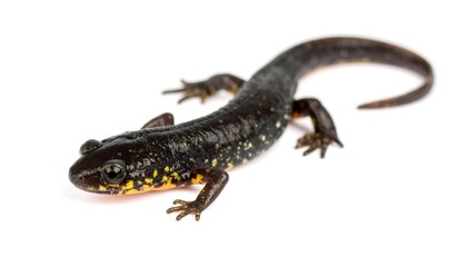 Fototapeta premium A close-up studio shot of a newt displaying yellow & black colors