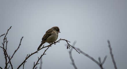 Obraz premium Small bird perched on branch against overcast sky