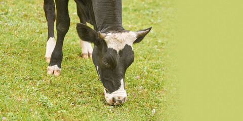 Holstein cow grazing on green pasture with focus on black and white markings in natural setting.