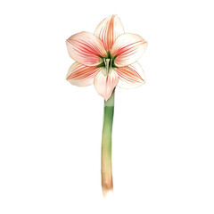 A delicate Amaryllis blooms showcasing nature s exquisite artistry against on transparent background