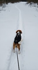 Dogs Winter Walk - A Focused Beagle on a Snowy Path.