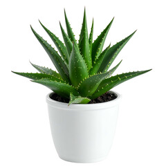 Aloe vera succulent in a white, round pot, with dark soil, against a black background