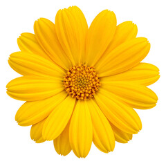 Close-up of a radiant, fully bloomed yellow flower with a textured brown center on black