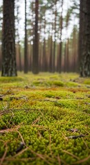Lush Forest Floor - A Close-Up of Moss and Trees.