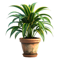 A vibrant, potted houseplant with long, green leaves edged in yellow, against black