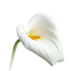A pristine white arum lily, showcasing soft petal curves against a stark black backdrop