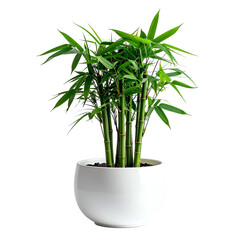 Lush green plant with slender stalks and leaves in a white, round pot against a black background