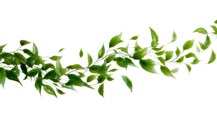 Dynamic arc of fresh green leaf from vine plant, natural and serene design element. isolated, transparent background