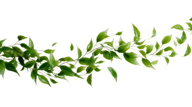 Dynamic arc of fresh green leaf from vine plant, natural and serene design element. isolated, transparent background