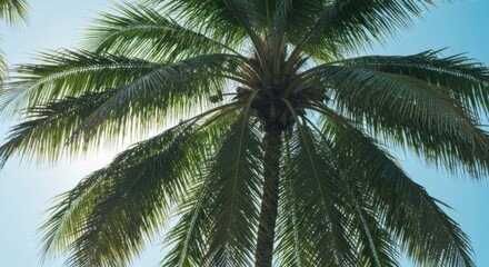 Fototapeta premium A low-angle shot captures the sunlight shining through a lush, vibrant palm tree's fronds