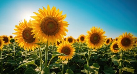 A vibrant field of sunflowers basks in the sun, showcasing bright yellow petals and blue skies