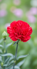Obraz premium Vibrant Red Carnation Blossom in a Lush Garden Setting.