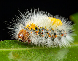 Hairy White Caterpillar on Green Leaf, Macro Insect Photography with Vibrant Colors