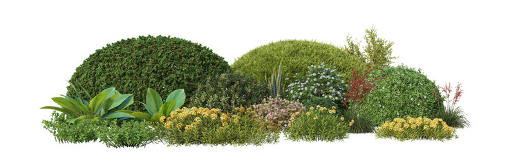 shrubs and flower on transparent