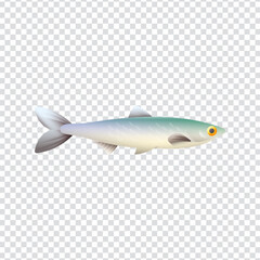 Anchovy Fish Icon