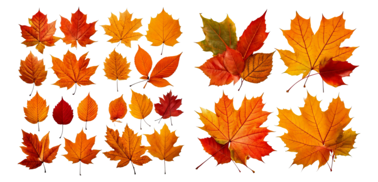 Colorful Autumn Leaves Varying in Shape and Texture for Fall Backgrounds, Isolated on Transparent, white background