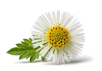 Close-up of a Feverfew Flower with Green Leaf on White Background.