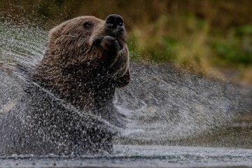 Kodiak bear