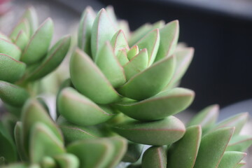 Crassula Benjamin grubosz sukulent © Perovskia