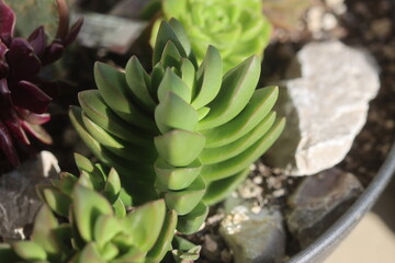 Crassula Benjamin grubosz sukulent © Perovskia