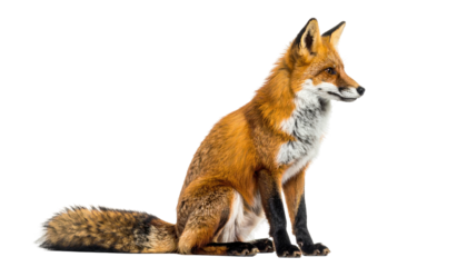 An alert, orange-brown fox sits elegantly, facing right, fur detailed against black