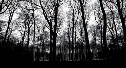 Bare Trees Silhouetted Against a Bright Sky in Winter.