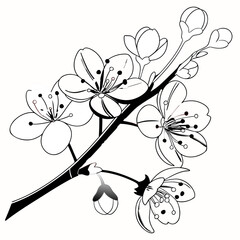 cherry blossom illustration
