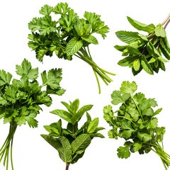 parsley isolated on white background