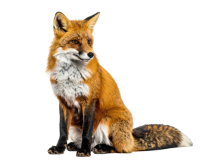 A vibrant fox with orange fur, white chest, and a bushy tail sitting alert