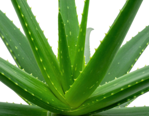 Close-up of a vibrant green, spiky-edged succulent plant with a dark backdrop