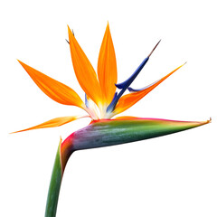 Isolated Bird of Paradise flower showcases vibrant orange petals, blue accents, and green stem