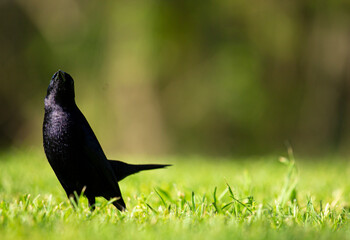 pájaro tordo