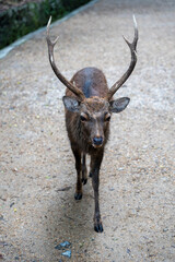 Japan deer
