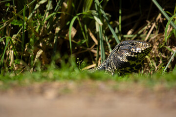 lagarto obero