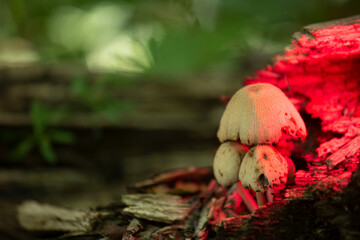 hongos