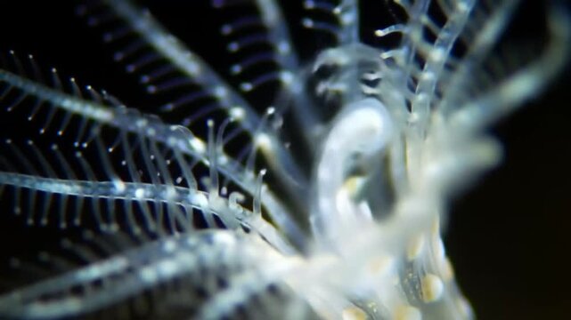 Delicate hydroid colony grows in the dark ocean depths, showcasing intricate branching structures and translucent beauty in a macro view.