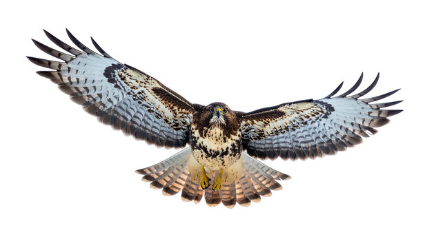 Bird of prey with wings outstretched, viewed head-on, against a dark background