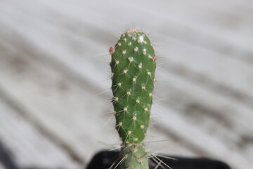 kaktus opuncja zwyczajna vulgaris