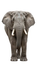 Fototapeta premium Majestic African Elephant Standing Tall on a White Background.