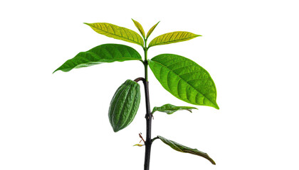 A vibrant green plant with developing leaves and a small fruit against a black backdrop