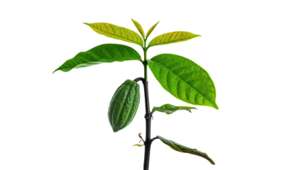 A vibrant green plant with developing leaves and a small fruit against a black backdrop