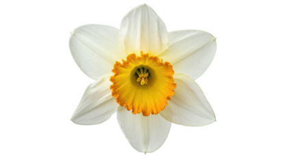 Isolated, crisp close-up of a white and yellow daffodil with a stark black background