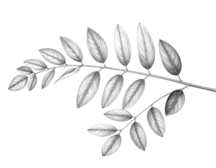 Black and white illustration depicts a detailed branch with numerous pointed leaves