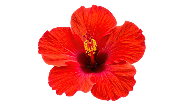 Vibrant close-up of a fully bloomed, bright red tropical flower against black
