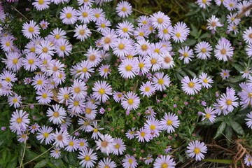 Soft purple and pink blooms September, Asters, New York aster, Symphyotrichum novi-belgii. Flowers background, many identical ones, grows on a bush with small green leaves in an outdoor garden.