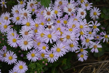 Soft purple and pink blooms September, Asters, New York aster, Symphyotrichum novi-belgii. Flowers background, many identical ones, grows on a bush with small green leaves in an outdoor garden.