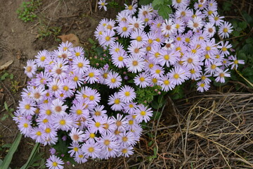 Soft purple and pink blooms September, Asters, New York aster, Symphyotrichum novi-belgii. Flowers background, many identical ones, grows on a bush with small green leaves in an outdoor garden.