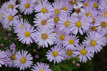 Soft purple and pink blooms September, Asters, New York aster, Symphyotrichum novi-belgii. Flowers background, many identical ones, grows on a bush with small green leaves in an outdoor garden.